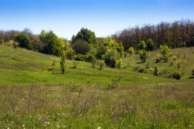çimenli bir vadi, hills orman ve gökyüzü manzara