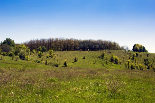 Landschaft eines grasbewachsenen Tals, Hügel mit Wald und Himmel — Stockfoto