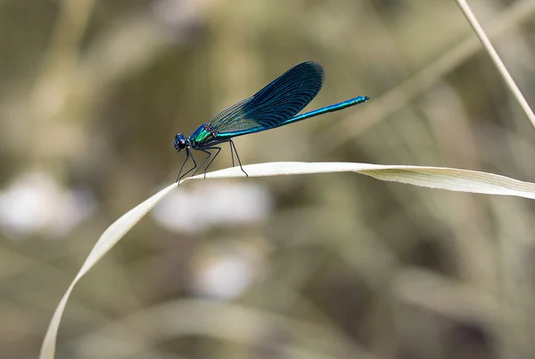叶片上的蓝色蜻蜓 — 图库照片
