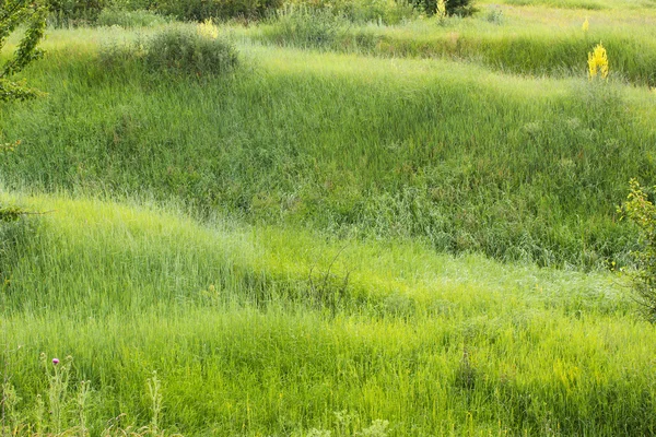 Green grass as a background — Stock Photo, Image