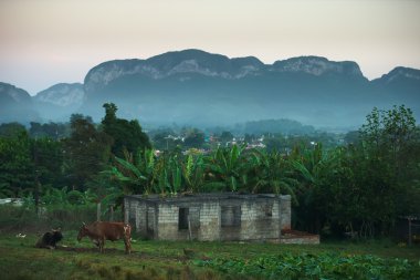 inek besleme büyük cowshed