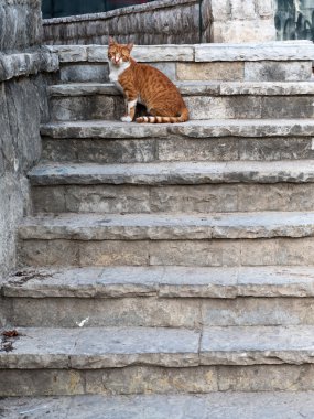 Eski merdivenlerde kedi
