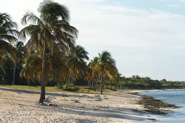 Spiaggia tropicale con palme e sabbia bianca — Foto Stock
