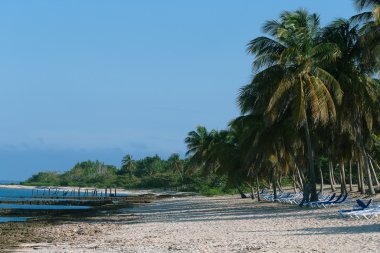 avuç içi ve beyaz kum ile tropikal plaj