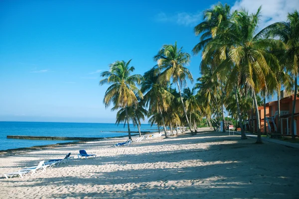 Tropischer Strand mit Palmen und weißem Sand — Stockfoto