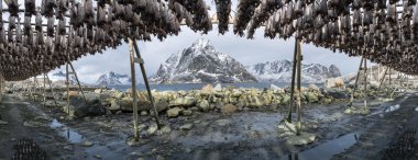 Reine, Lofoten Adaları, Norwa kışın asılı stockfish