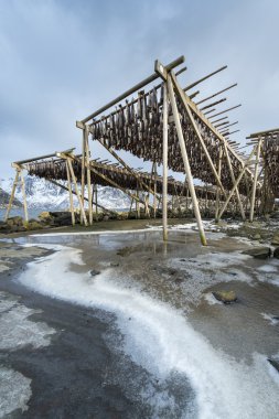 Stockfish (cod) Norveçli balıkçılık rafa kurutma asmak 