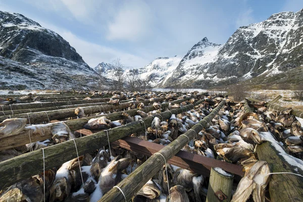 Stockfish (cod) in winter time on Lofoten Islands — Stock Photo, Image