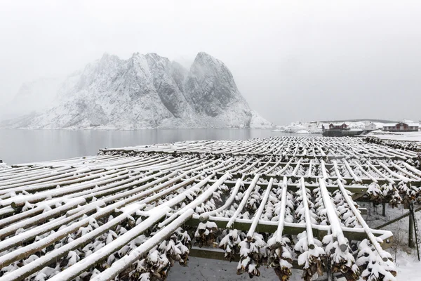 Kış aylarında Lofoten adalarında kurutma stockfish (cod), — Stok fotoğraf