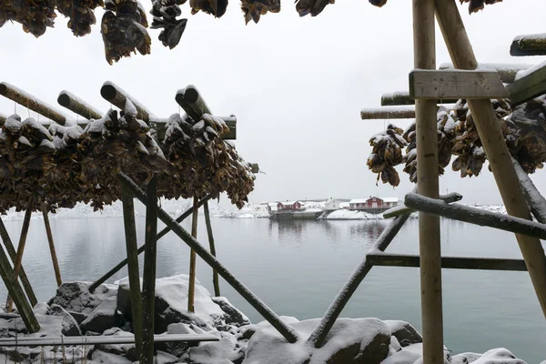 Almacén (bacalao) secado durante el invierno en las Islas Lofoten , —  Fotos de Stock