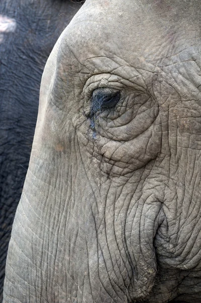 Primer plano de un elefante asiático — Foto de Stock