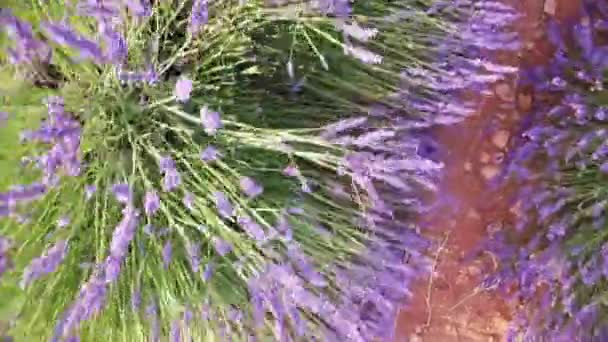 Caminando en un campo con plantas de lavanda al atardecer . — Vídeo de stock