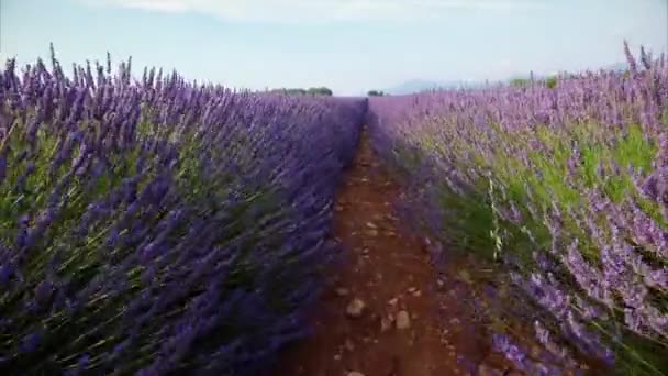 Campo de flores de lavanda — Vídeo de stock