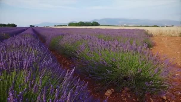 Paarse Lavendel veld — Stockvideo