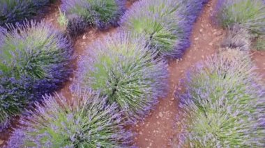 Gün batımında lavanta tesisleri olan bir alana yürürken.