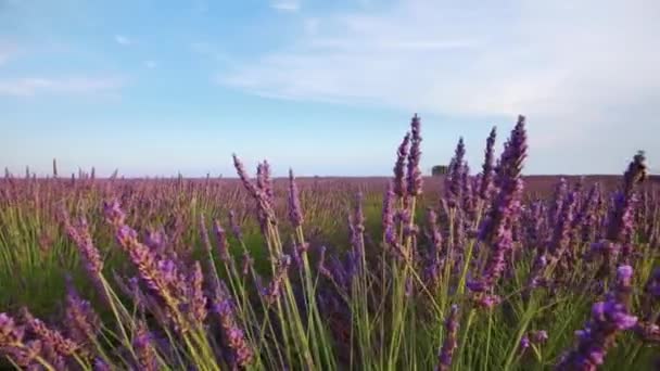 Gün batımında lavanta tesisleri olan bir alana yürürken. — Stok video