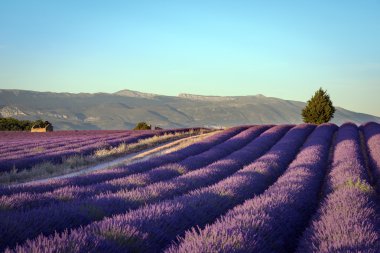 Provence Fransa lavanta çiçek açan alanları.