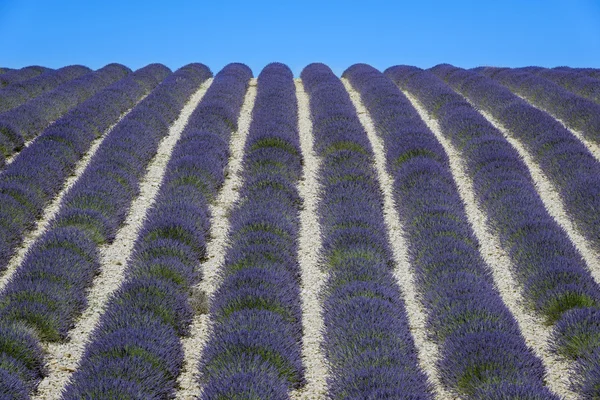 Campo de lavanda em Provence, França — Fotografia de Stock