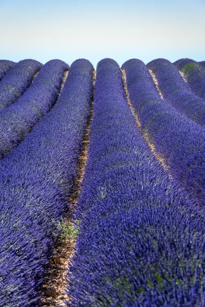 Campos de flores de lavanda — Fotografia de Stock