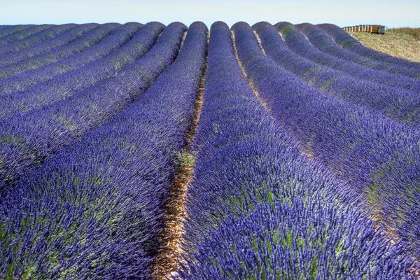 Campos de flores de lavanda — Fotografia de Stock