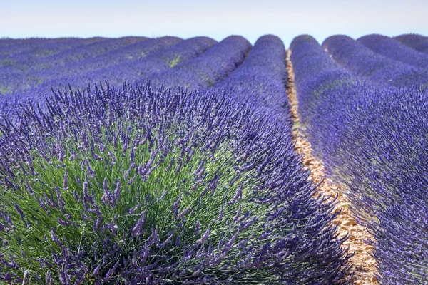 Lavanda flor fechar — Fotografia de Stock