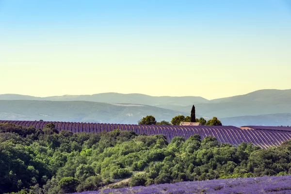 Lavanta manzara Valensole Platosu, Fransa — Stok fotoğraf