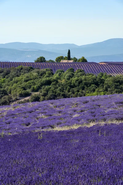 Lavender landscape in Valensole plateau, France — Stock Photo, Image