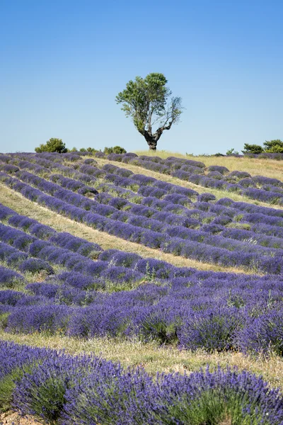 Lavender field with a tree, Provence — Stock Photo, Image