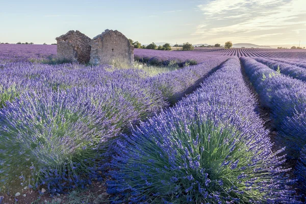 Blooming fields of lavender in the Provence in France. — Stock Photo, Image