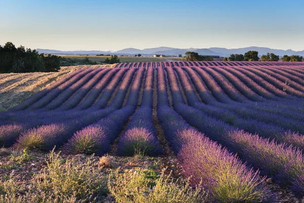 Blommande fält av lavendel i Provence i Frankrike. — Stockfoto