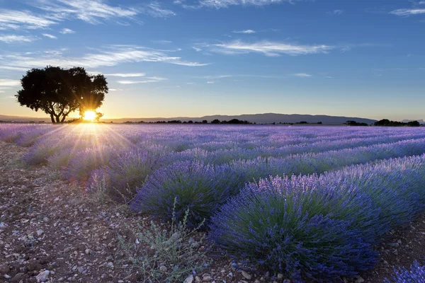 Lawenda pole zachód słońca krajobraz lato w pobliżu Valensole, Francja — Zdjęcie stockowe