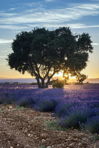 Lawenda pole zachód słońca krajobraz lato w pobliżu Valensole, Francja — Zdjęcie stockowe
