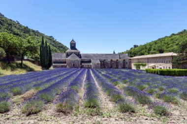 Abbey of Senanque and blooming rows lavender flowers. clipart
