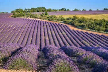 Lavanta alanında Provence gün batımında