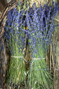 Lavender flowers in Provence clipart