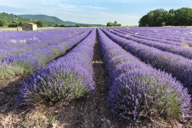 Lavanta alanında Provence gün batımında