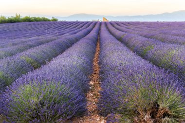 Lavanta alanında Provence gün batımında