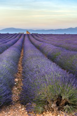Lavanta alanında Provence gün batımında