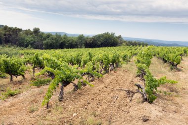 Vineyard Provence, Fransa