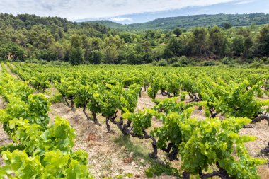 Vineyard Provence, Fransa