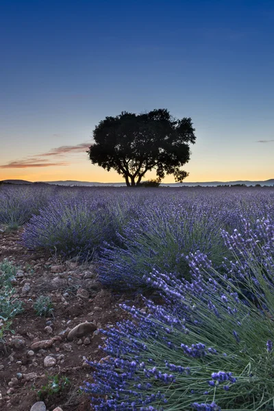 Lavender field summer sunset landscape near Valensole, France — Stock Photo, Image