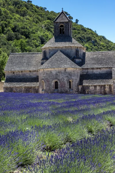 Abdij van senanque en bloeiende rijen lavendel. — Stockfoto