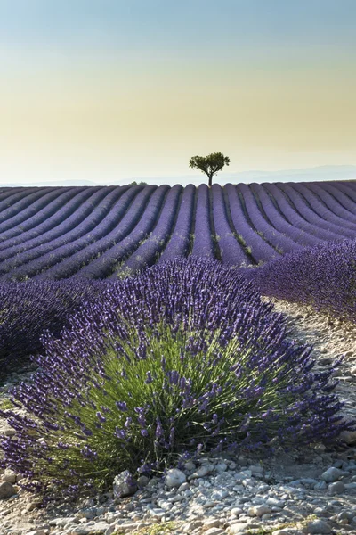 Lavender field Summer sunset landscape — Stock Photo, Image