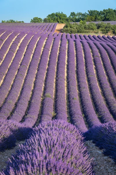 Campo de lavanda ao pôr do sol na Provença — Fotografia de Stock