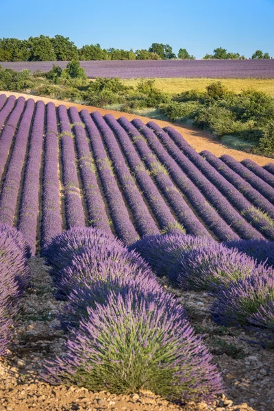 Lavender field at sunset in Provence — Stock Photo, Image