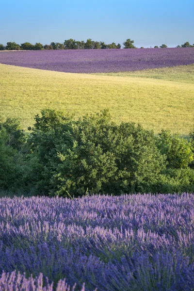 Provence landscape in France — Stock Photo, Image