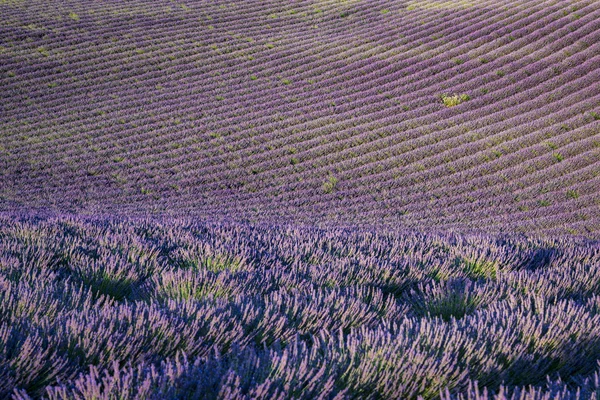 Fileiras de campo de lavanda ao pôr do sol na Provença — Fotografia de Stock