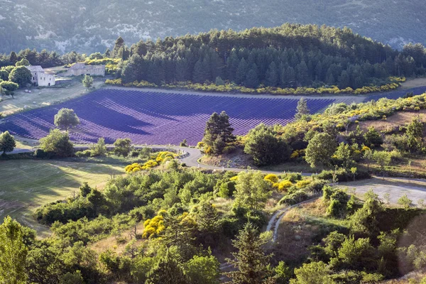 Lavanta alanında Provence gün batımında — Stok fotoğraf