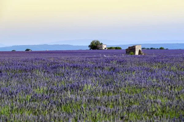 Levandulová pole při západu slunce v Provence — Stock fotografie