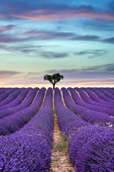 Campo de lavanda Pôr do sol de verão com árvore no horizonte — Fotografia de Stock